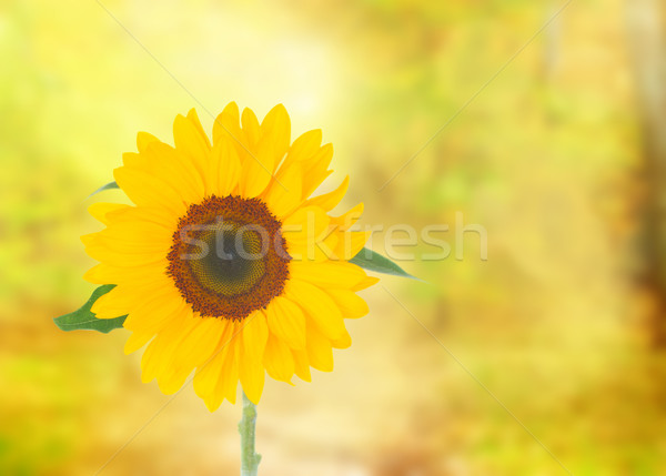 Field of sunflowers Stock photo © neirfy