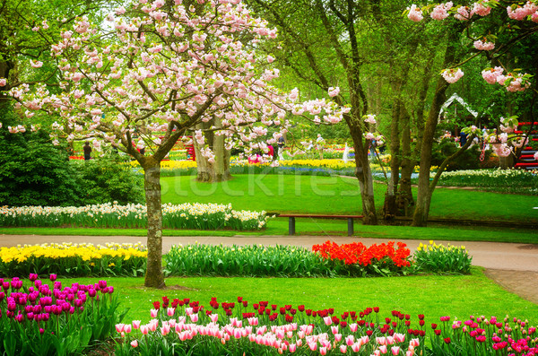 ストックフォト: 春の花 · オランダ · 公園 · 春 · ツリー