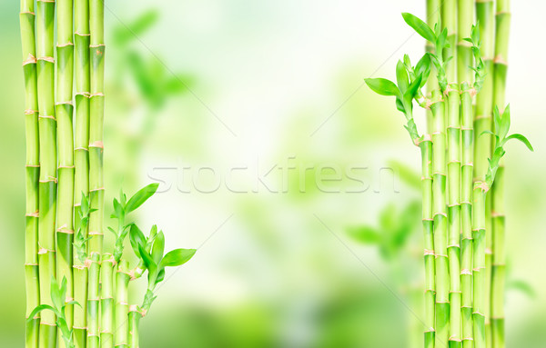 Groene bamboe exemplaar ruimte bokeh abstract ontwerp Stockfoto © neirfy