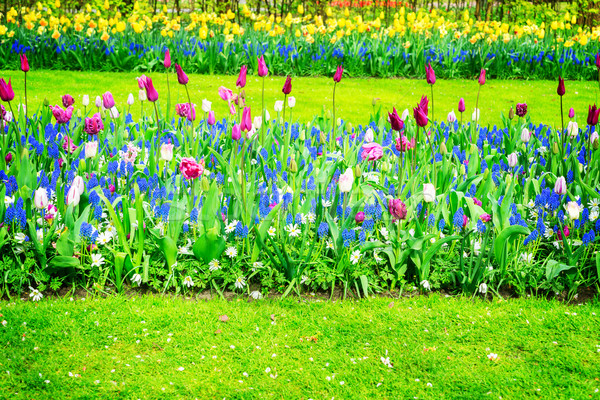 Rows of tulip flowers Stock photo © neirfy