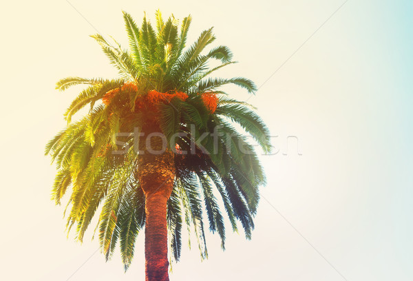palm tree Stock photo © neirfy