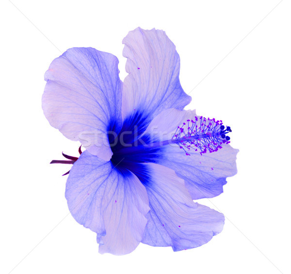 Laranja hibisco flor flor tropical azul flores Foto stock © neirfy