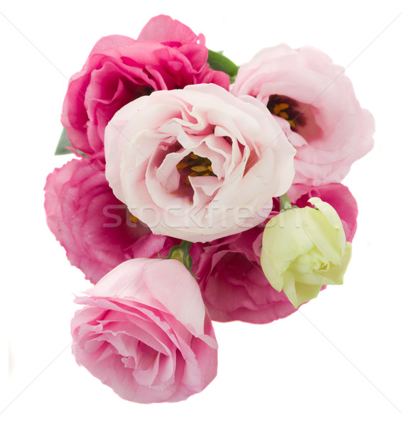 posy of  eustoma flowers from above Stock photo © neirfy