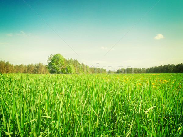 Sumer filed with green grass Stock photo © neirfy
