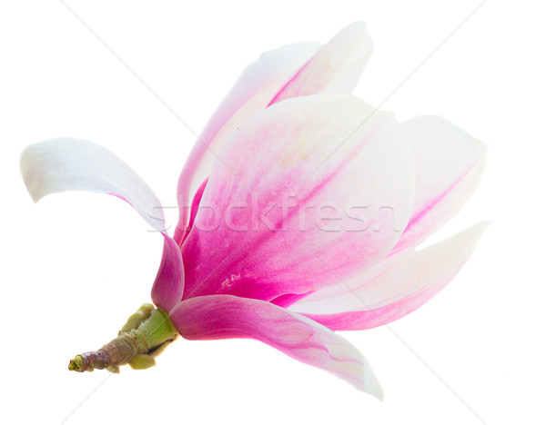 Stock photo: Blossoming pink  magnolia Flowers