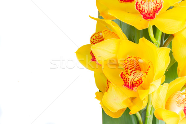 Stockfoto: Geel · orchidee · bloemen · vers · groene · bladeren · grens