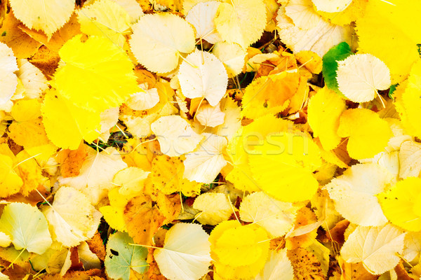 Alder tree fall leaves background Stock photo © neirfy