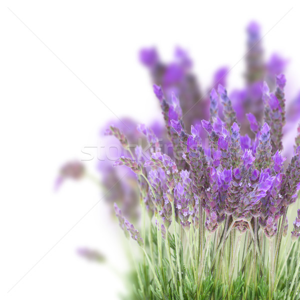 Lavender field flowers Stock photo © neirfy