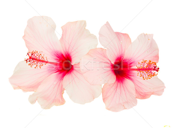 two pink hibiscus flowers Stock photo © neirfy