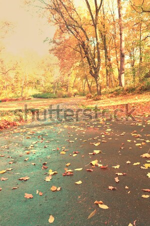 Estrada outono parque dourado folhas Foto stock © neirfy