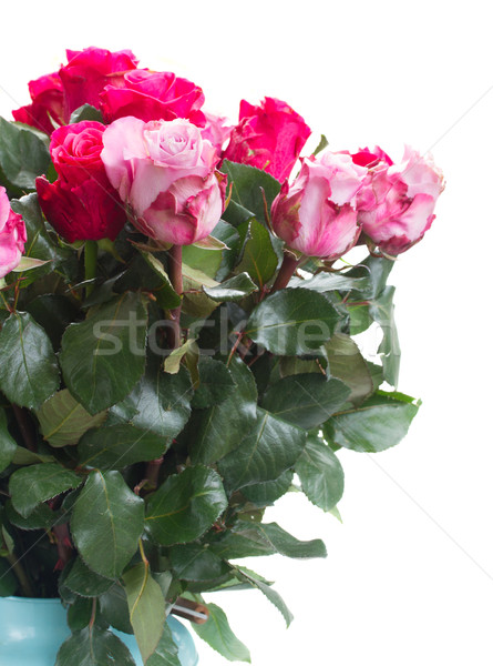 pink  flowers close up  Stock photo © neirfy