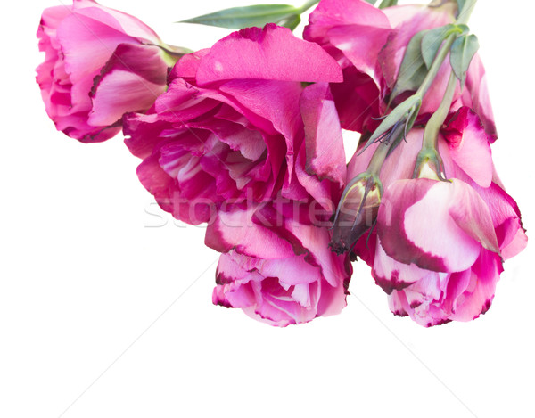 Stockfoto: Bos · mauve · bloemen · geïsoleerd · witte