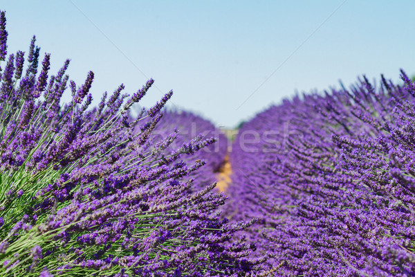 Lavender field at summer Stock photo © neirfy