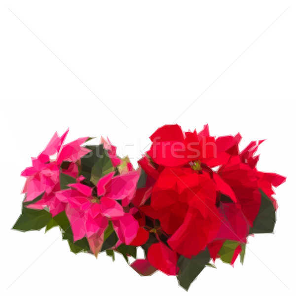pink and red poinsettia flowers or christmas star Stock photo © neirfy