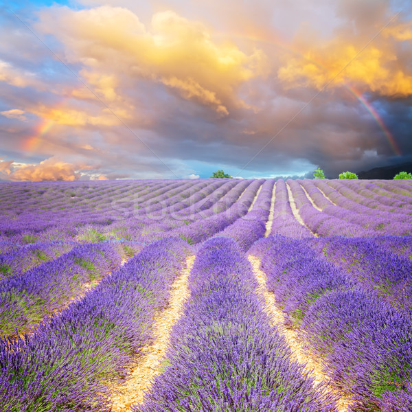 Blooming Lavender field Stock photo © neirfy