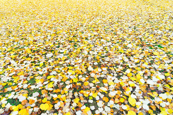 Alder tree fall leaves background Stock photo © neirfy