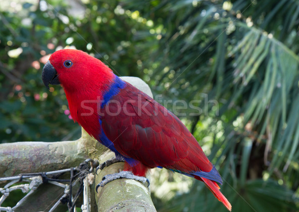 Colourful red and blue  parrot  on the perch Stock photo © neirfy