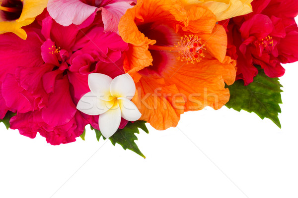 border of colorful hibiscus flowers Stock photo © neirfy