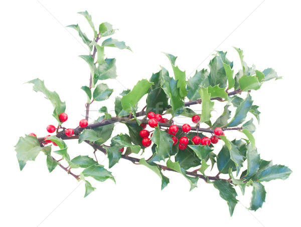 Holly branches with leaves and berries Stock photo © neirfy