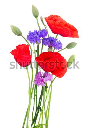 Poppy fresh  flowers Stock photo © neirfy
