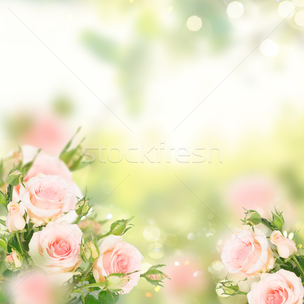 Violet blooming roses Stock photo © neirfy