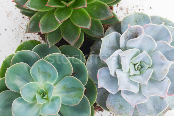 Succuletn growing plants Stock photo © neirfy