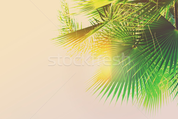 Palms in blue sky Stock photo © neirfy