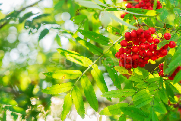 红色    新鲜    绿叶    树 / rowan red berries and fresh gren