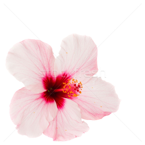 pink hibiscus flower Stock photo © neirfy