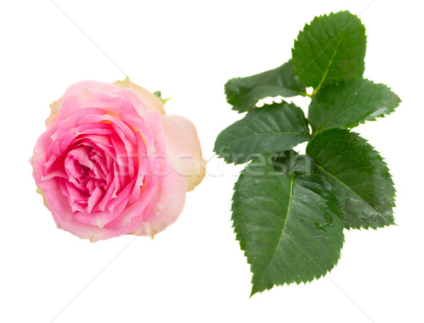 Egy rózsaszín rózsa rügy zöld levelek izolált fehér Stock fotó © neirfy