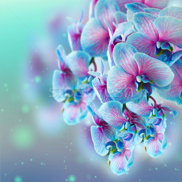 Kék orchidea ág rózsaszín bokeh természet Stock fotó © neirfy