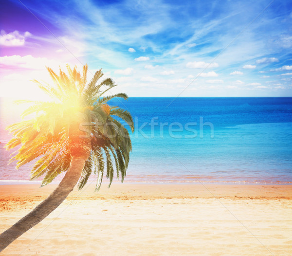 été plage palmiers mer palmier soleil [[stock_photo]] © neirfy