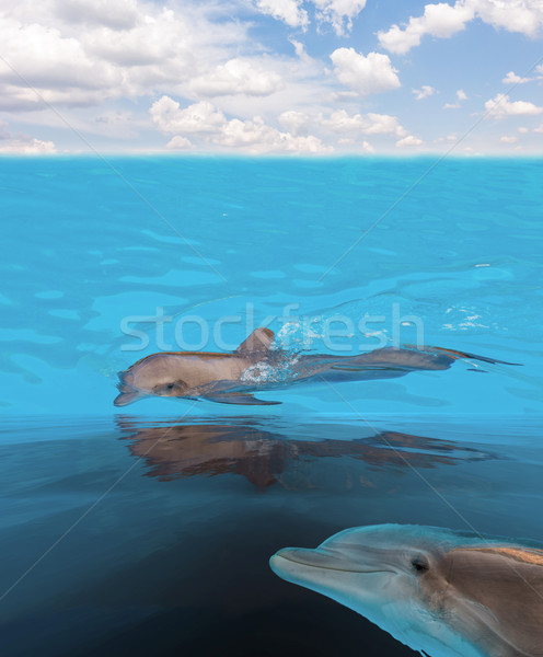 Zwemmen zee dolfijnen zeegezicht turkoois blauwe hemel Stockfoto © neirfy