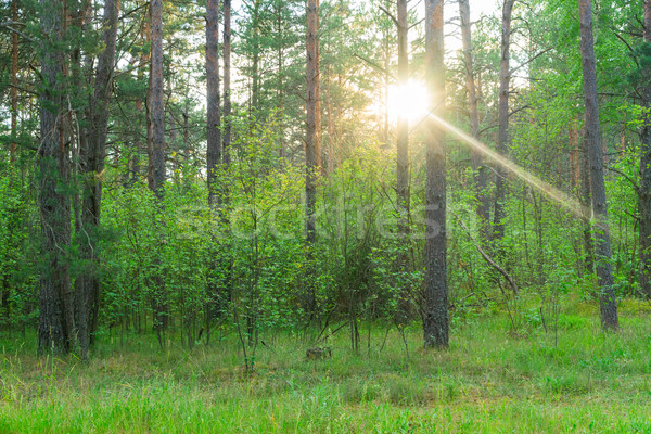 été pin forêt vert brillant soleil [[stock_photo]] © neirfy