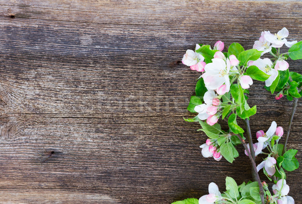 Stockfoto: Appelboom · bloesem · vers · groene · bladeren · grens · houten