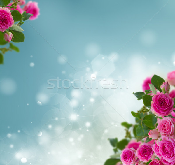 Keret rózsaszín rózsák közelkép kék bokeh Stock fotó © neirfy