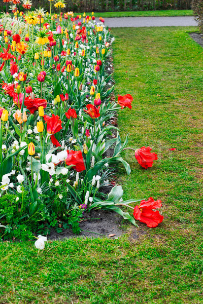 Nárciszok sáv tulipánok virágok keret zöld Stock fotó © neirfy
