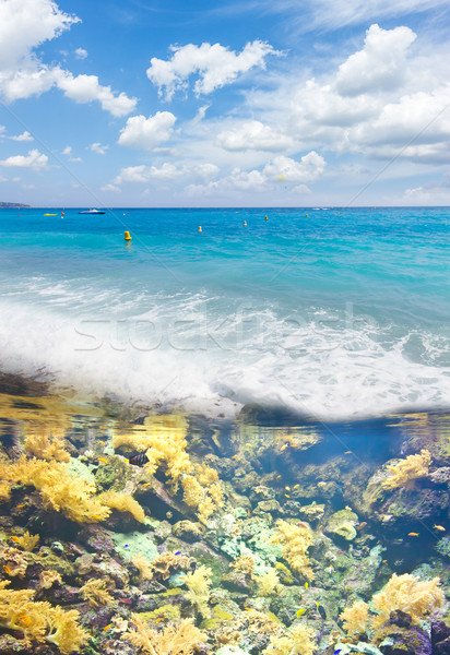 热带 海 天空 鱼 商业照片 neirfy