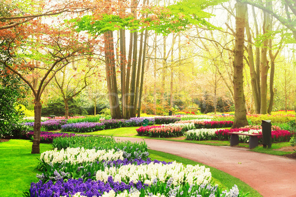 Foto stock: Formal · primavera · jardim · colorido · jacinto · tulipas