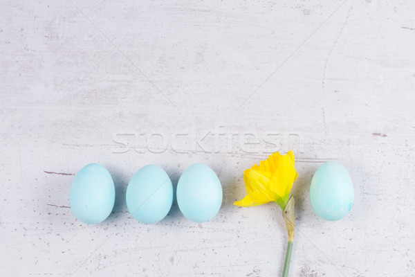 Row of blue eggs with daffodil Stock photo © neirfy