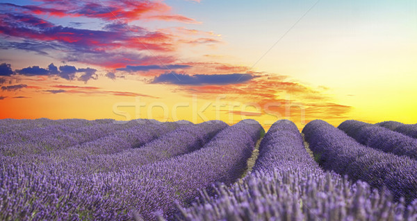 Blooming Lavender field Stock photo © neirfy