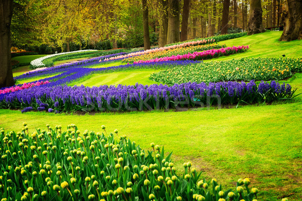 Stockfoto: Lentebloemen · holland · tuin · kleurrijk · voorjaar · groene