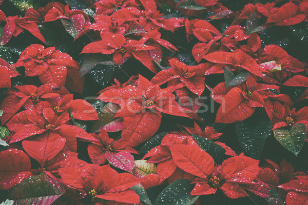 christmas star flowers Stock photo © neirfy