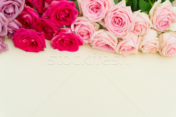 Ibolya rózsaszín virágzó rózsák friss rózsa Stock fotó © neirfy