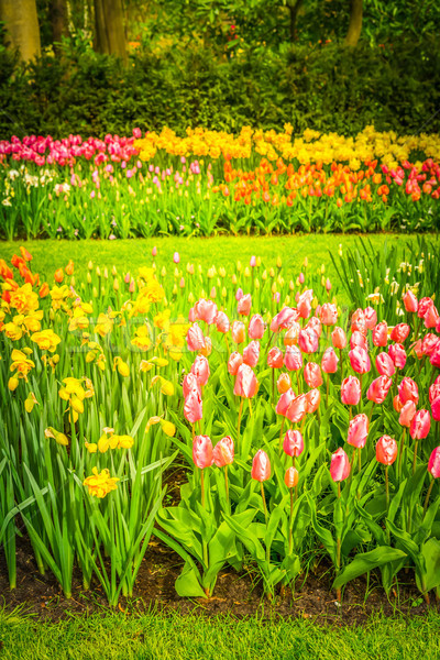 [[stock_photo]]: Tulipes · parterre · de · fleurs · rose · jaune · jonquilles · fleurs