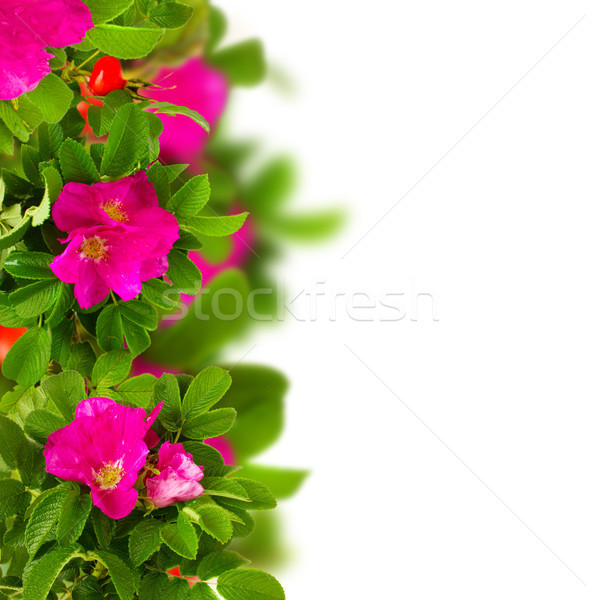 dog roses border Stock photo © neirfy