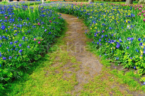 Anemone and daffodils lane Stock photo © neirfy