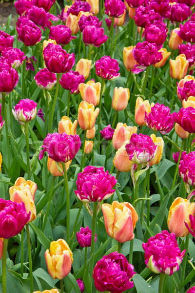 Colorido tulipanes jardín Holanda flores Foto stock © neirfy