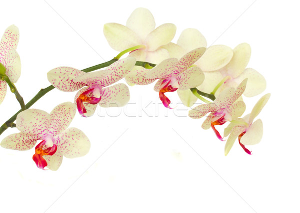 delicate  orchid flowers Stock photo © neirfy