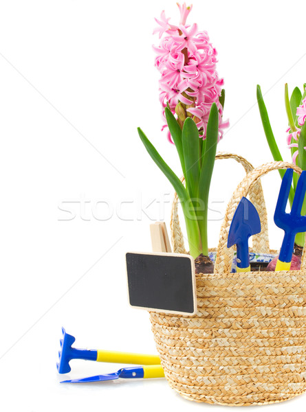 Gardening tools with pink hyacinth and tulips Stock photo © neirfy